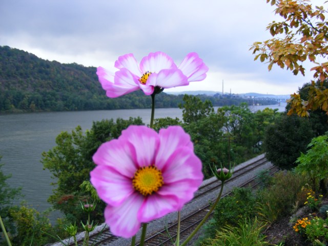 Flowers along River Road